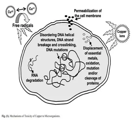 An infographic detailing the mechanisms of toxicity of copper to microorganisms.